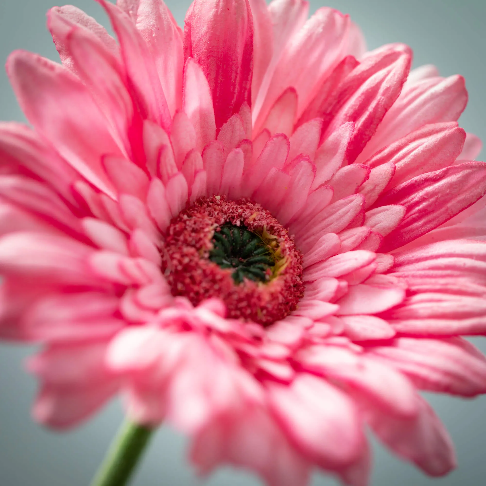 25"H Sullivans Beautiful Pink Gerbera Daisy, Pink