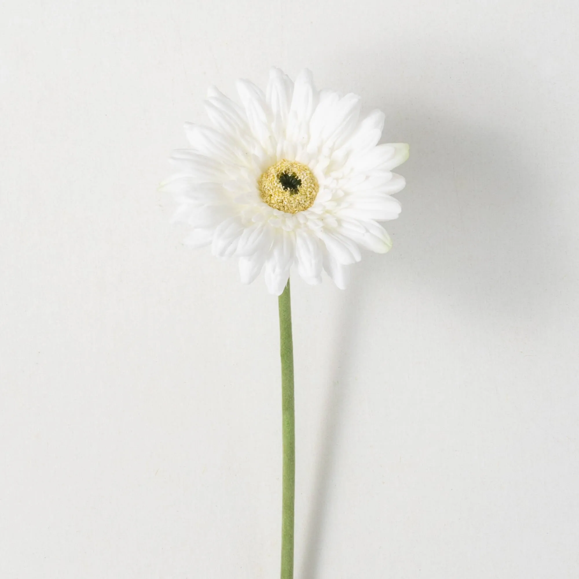 25"H Sullivans Refreshing Cream Gerbera Daisy, Cream