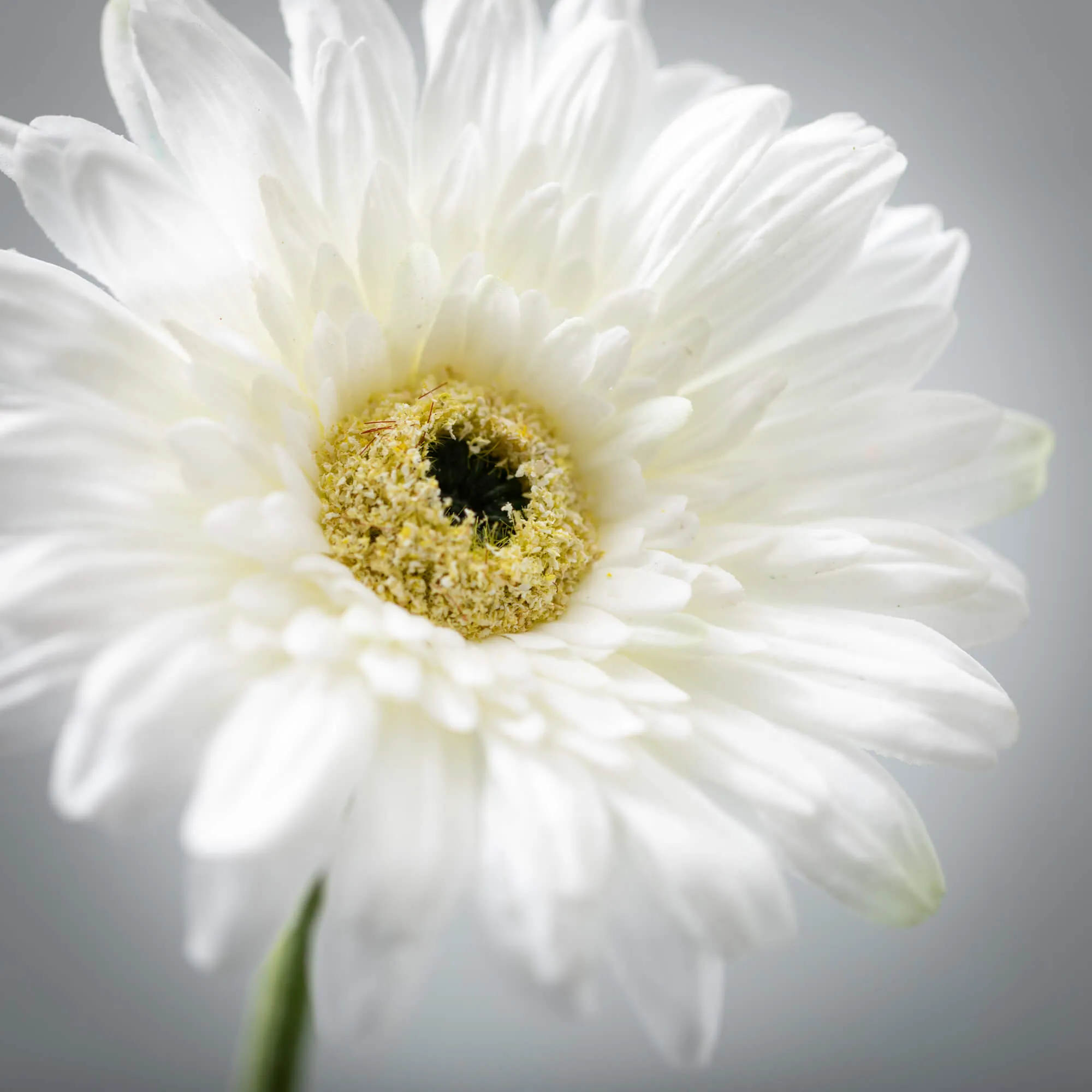 25"H Sullivans Refreshing Cream Gerbera Daisy, Cream