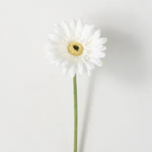 25"H Sullivans Refreshing Cream Gerbera Daisy, Cream