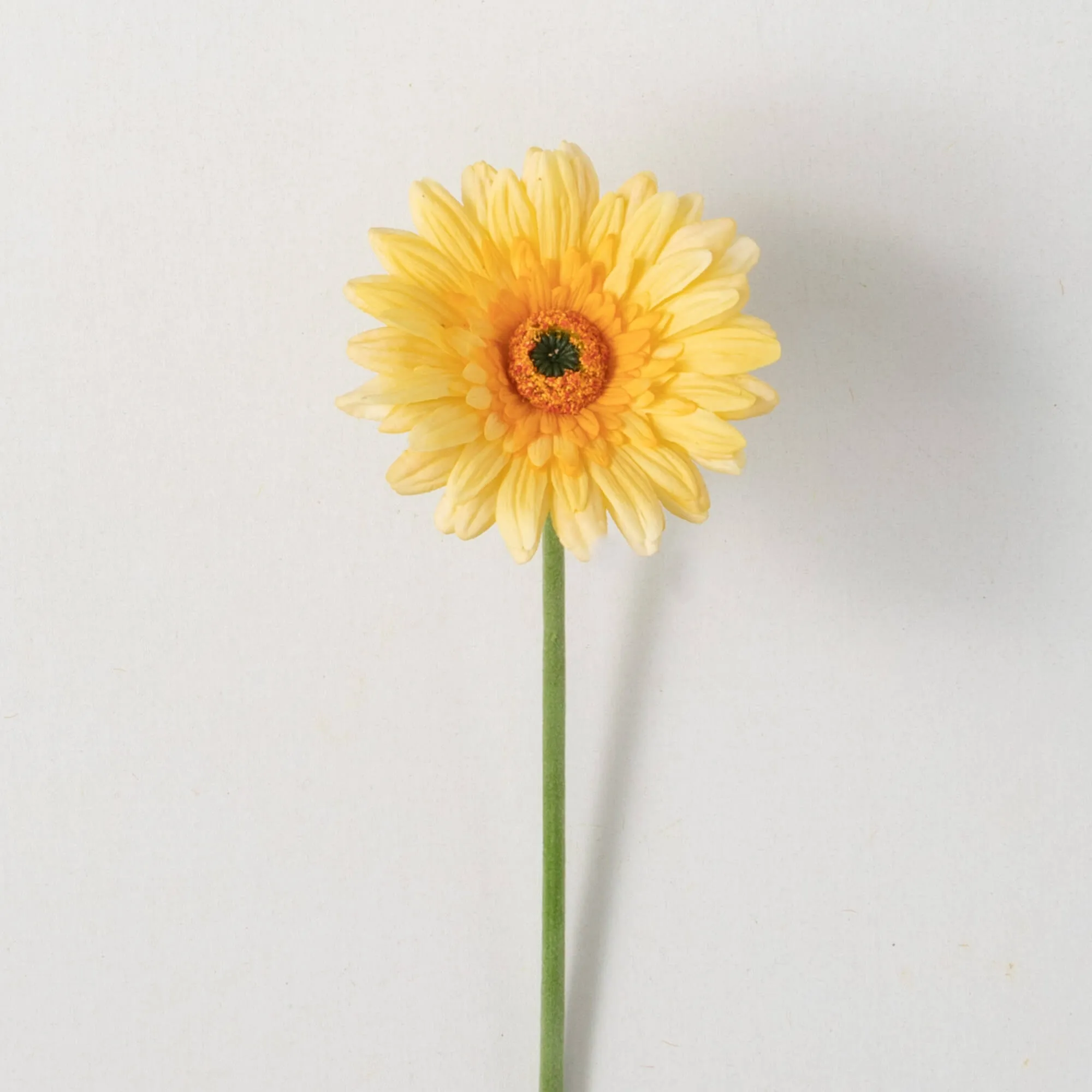 25"H Sullivans Sunny Yellow Gerbera Daisy, Yellow