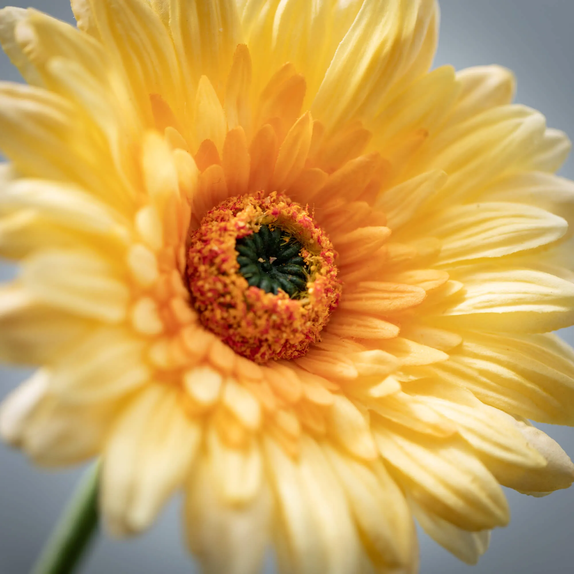 25"H Sullivans Sunny Yellow Gerbera Daisy, Yellow