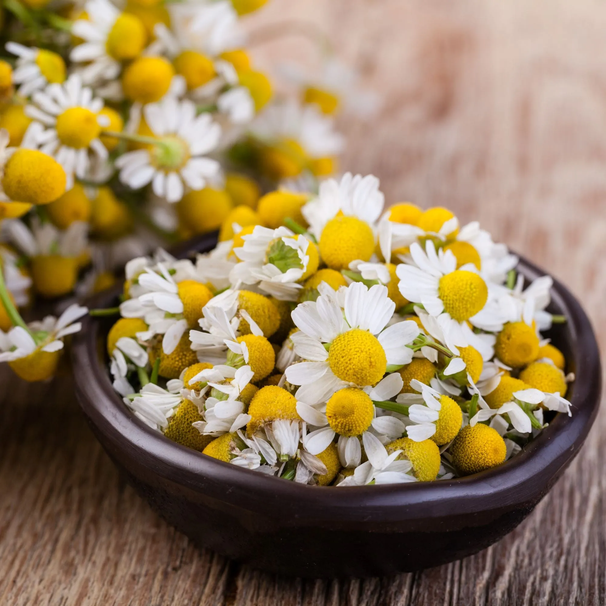 German Chamomile Essential Oil